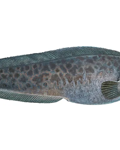 Steinbit
