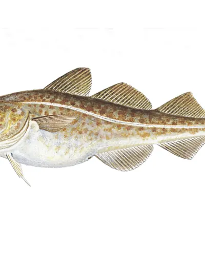 Torsk